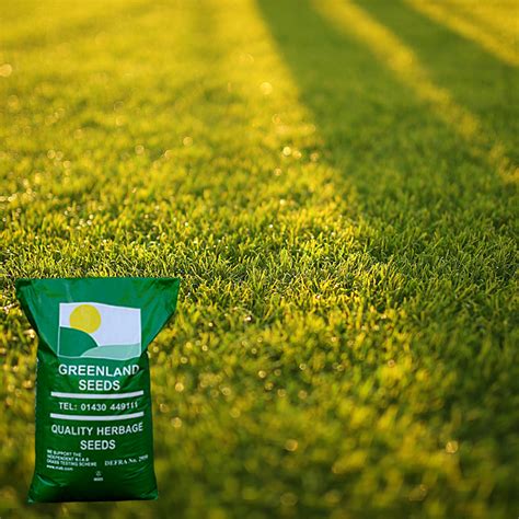 Dark Spell Turf Grass Seed: A Magical Solution for All Your Lawn Needs